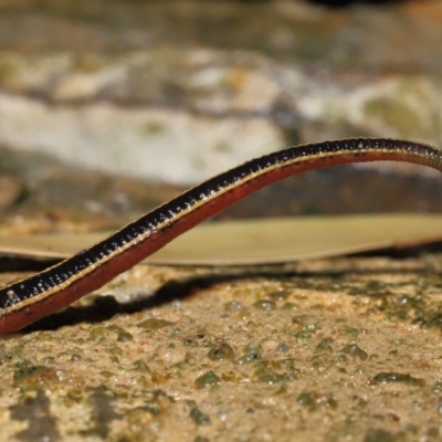 Hirudinea sp. (Class) (Unidentified Leech) at ANBG - 13 May 2022 by TimL