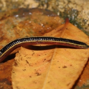 Hirudinea sp. (Class) at Acton, ACT - 13 May 2022 11:21 AM