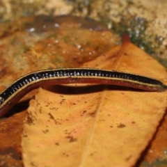 Hirudinea sp. (Class) at Acton, ACT - 13 May 2022