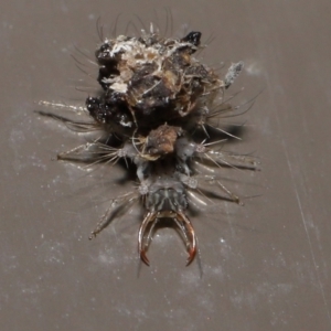 Chrysopidae (family) at Acton, ACT - 13 May 2022