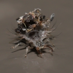 Chrysopidae (family) at Acton, ACT - 13 May 2022