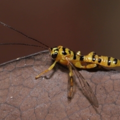 Xanthopimpla sp. (genus) (A yellow Ichneumon wasp) at Acton, ACT - 13 May 2022 by TimL