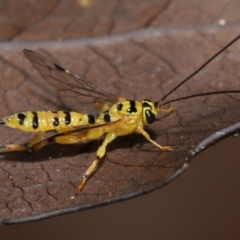 Xanthopimpla sp. (genus) at Acton, ACT - 13 May 2022