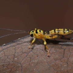 Xanthopimpla sp. (genus) at Acton, ACT - 13 May 2022