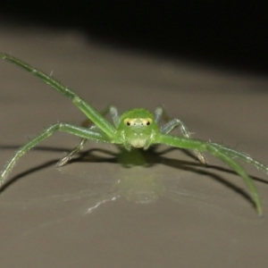 Cetratus rubropunctatus at Acton, ACT - 13 May 2022