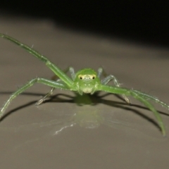 Cetratus rubropunctatus (Long green crab spider) at Acton, ACT - 13 May 2022 by TimL