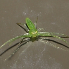 Cetratus rubropunctatus at Acton, ACT - 13 May 2022