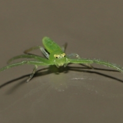 Cetratus rubropunctatus at Acton, ACT - 13 May 2022