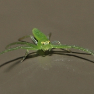 Cetratus rubropunctatus at Acton, ACT - 13 May 2022