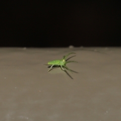 Cetratus rubropunctatus at Acton, ACT - 13 May 2022