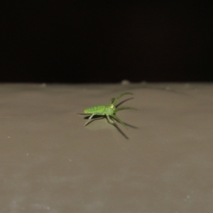 Cetratus rubropunctatus at Acton, ACT - 13 May 2022