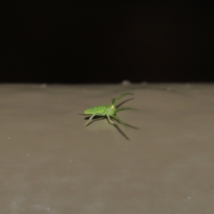 Cetratus rubropunctatus at Acton, ACT - 13 May 2022