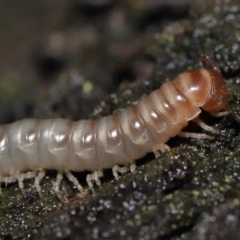 Diplopoda sp. (Millipede) at Acton, ACT - 13 May 2022 by TimL