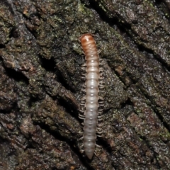 Diplopoda (class) at Acton, ACT - 13 May 2022