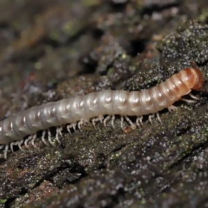 Diplopoda sp. (class) at Acton, ACT - 13 May 2022