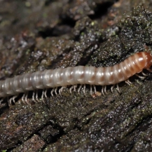 Diplopoda (class) at Acton, ACT - 13 May 2022