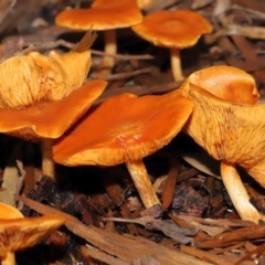 zz agaric (stem; gills not white/cream) at ANBG - 13 May 2022 by TimL