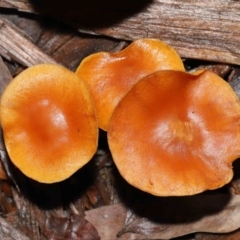 zz agaric (stem; gills not white/cream) at Acton, ACT - 13 May 2022