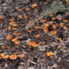 zz agaric (stem; gills not white/cream) at Acton, ACT - 13 May 2022