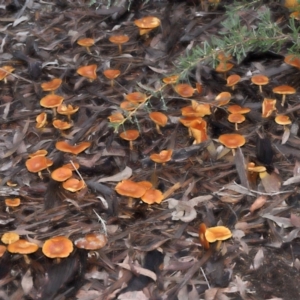 zz agaric (stem; gills not white/cream) at Acton, ACT - 13 May 2022