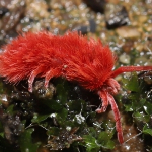 Trombidiidae (family) at Acton, ACT - 13 May 2022