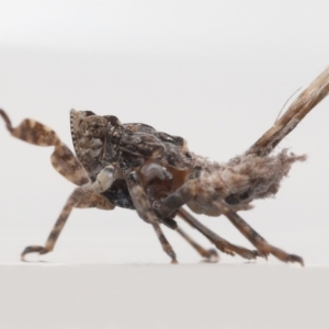 Platybrachys decemmacula at Evatt, ACT - 13 May 2022