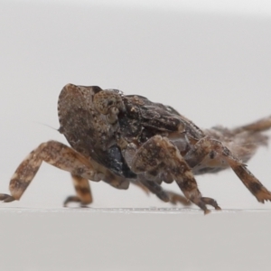 Platybrachys decemmacula at Evatt, ACT - 13 May 2022 03:06 PM