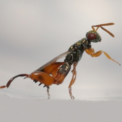 Podagrionini sp. (tribe) (Unidentified mantis parasite wasp) at Evatt, ACT - 14 May 2022 by TimL
