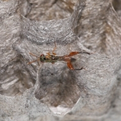 Podagrionini sp. (tribe) at Evatt, ACT - 14 May 2022