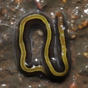 Caenoplana bicolor at Acton, ACT - 13 May 2022