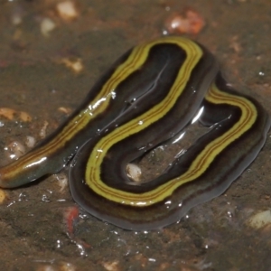 Caenoplana bicolor at Acton, ACT - 13 May 2022