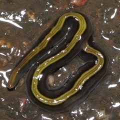 Caenoplana bicolor at Acton, ACT - 13 May 2022 12:14 PM