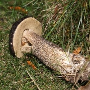 Leccinum scabrum at Evatt, ACT - 14 May 2022