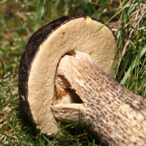 Leccinum scabrum at Evatt, ACT - 14 May 2022