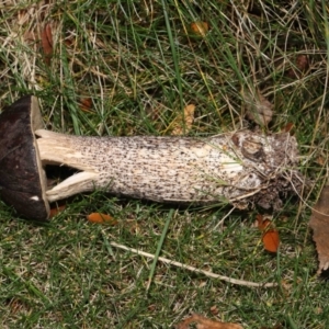 Leccinum scabrum at Evatt, ACT - 14 May 2022