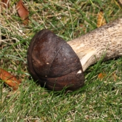 Leccinum scabrum at Evatt, ACT - 14 May 2022