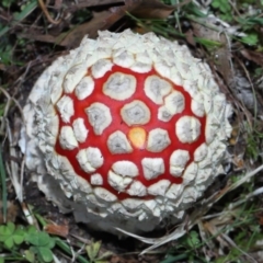 Amanita muscaria at Evatt, ACT - 14 May 2022