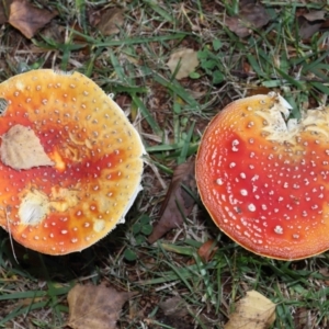 Amanita muscaria at Evatt, ACT - 14 May 2022