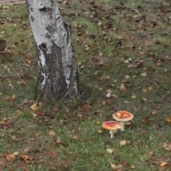 Amanita muscaria at Evatt, ACT - 14 May 2022