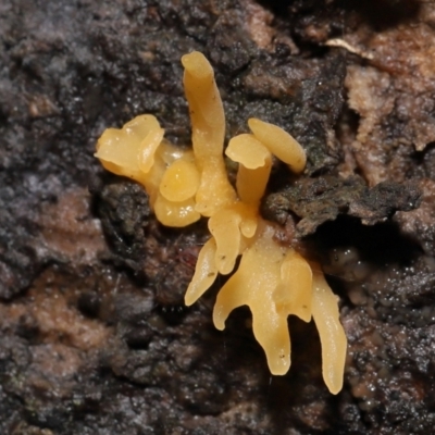 Calocera sp. (A stagshorn fungus) at Acton, ACT - 13 May 2022 by TimL