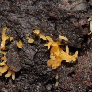 Calocera sp. at Acton, ACT - 13 May 2022