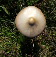 Volvopluteus gloiocephalus (Big Sheath Mushroom) at Phillip, ACT - 1 May 2022 by SRoss