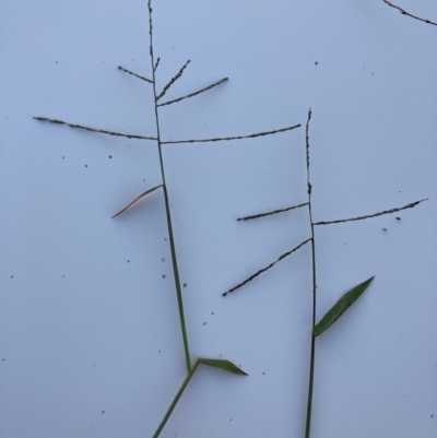 Digitaria diffusa (Open Summer-grass) at Bombay, NSW - 15 May 2022 by MattM
