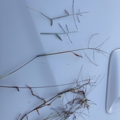 Digitaria diffusa at QPRC LGA - 16 May 2022