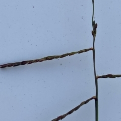 Digitaria diffusa at QPRC LGA - 16 May 2022