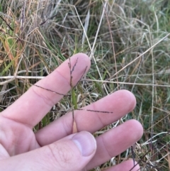 Digitaria diffusa at QPRC LGA - 16 May 2022