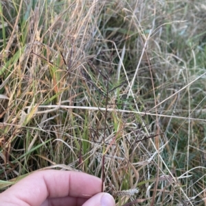 Digitaria diffusa at QPRC LGA - 16 May 2022