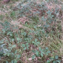 Rubus anglocandicans (Blackberry) at Hackett, ACT - 4 May 2022 by waltraud