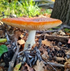 Amanita muscaria (Fly Agaric) at Hughes, ACT - 16 May 2022 by Ormaylo