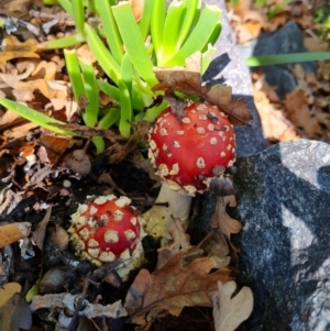 Amanita muscaria at Hughes, ACT - 16 May 2022